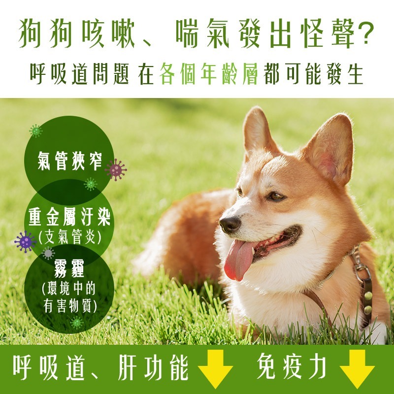 【Mypet Doctor】Noha Breath 氣順護(2gx30包) 犬貓適用 寵物支氣管保健 寵物保健 產地韓國-細節圖3