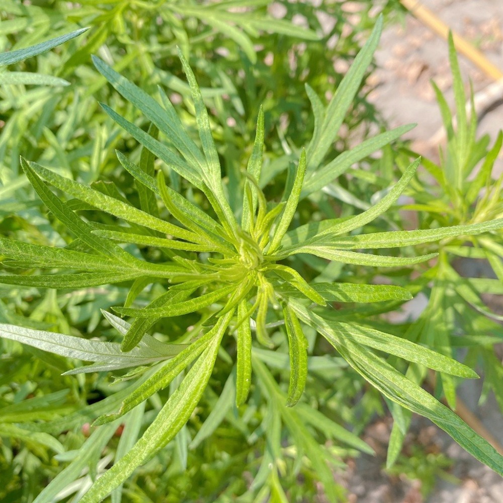 【台灣製 艾草之家】艾絨 (薰香用) 淨化空間 入厝 倉庫驅逐蚊蟲|艾灸|DIY|3年以上|陳艾 避邪除穢露營|-細節圖7