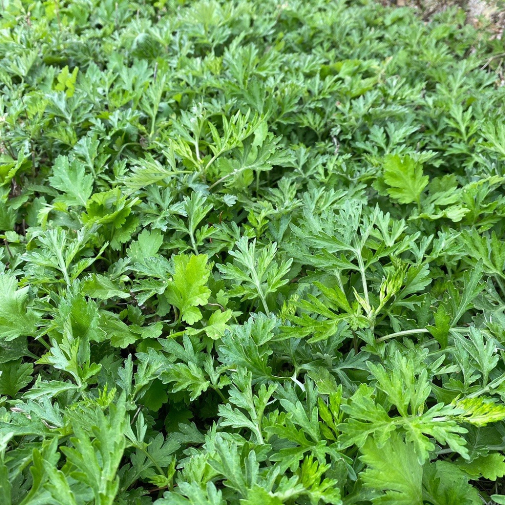 【台灣製 艾草之家】艾絨 (薰香用) 淨化空間 入厝 倉庫驅逐蚊蟲|艾灸|DIY|3年以上|陳艾 避邪除穢露營|-細節圖8