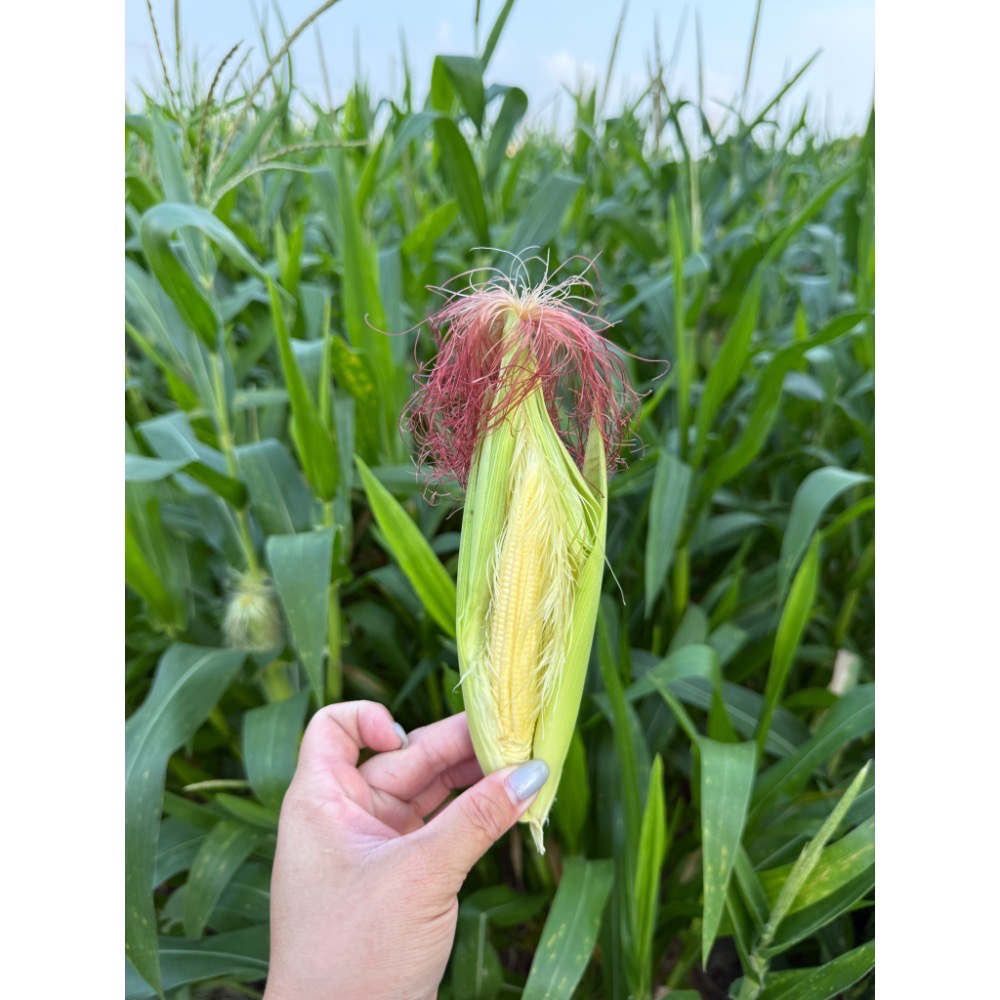 紅鬚玉米筍一箱七斤含箱重-細節圖2