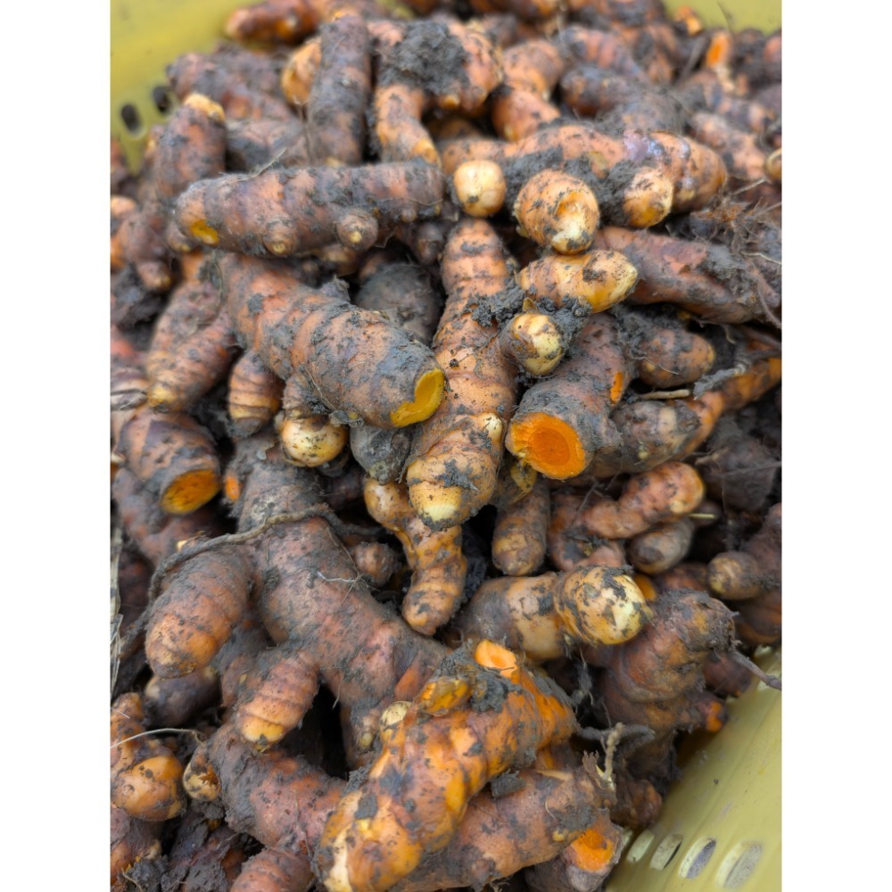 秋薑黃-細節圖2