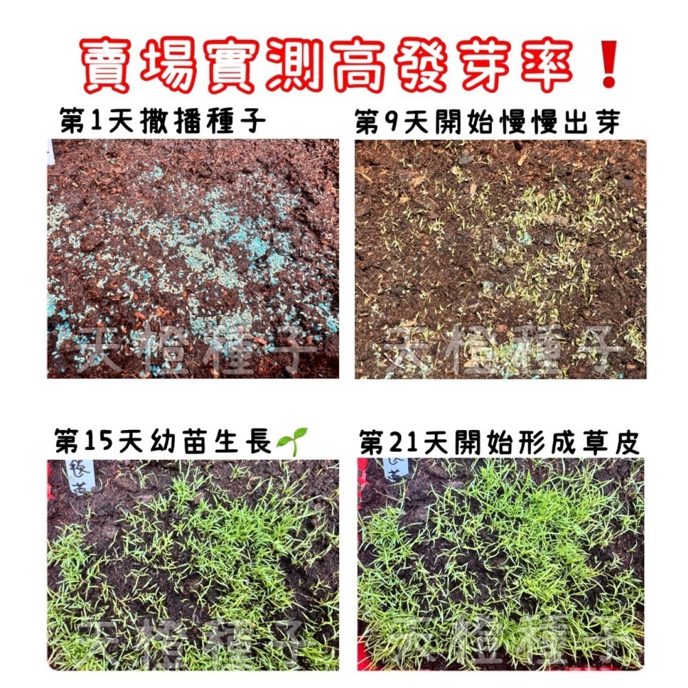 【天橙種子】矮生類地毯草種子 愛芬地毯草  500公克/1公斤裝 多年生草籽 澳洲進口 高發芽率  附種植說明-細節圖3