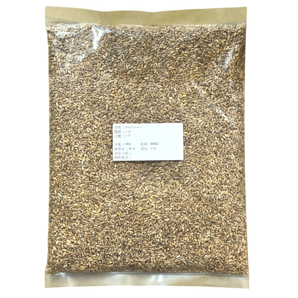 【天橙種子】小麥草種子 500公克/ 1公斤裝 貓草種子 無藥劑處理 可榨成麥汁飲用 美國進口 高發芽率  附種植說明-細節圖2