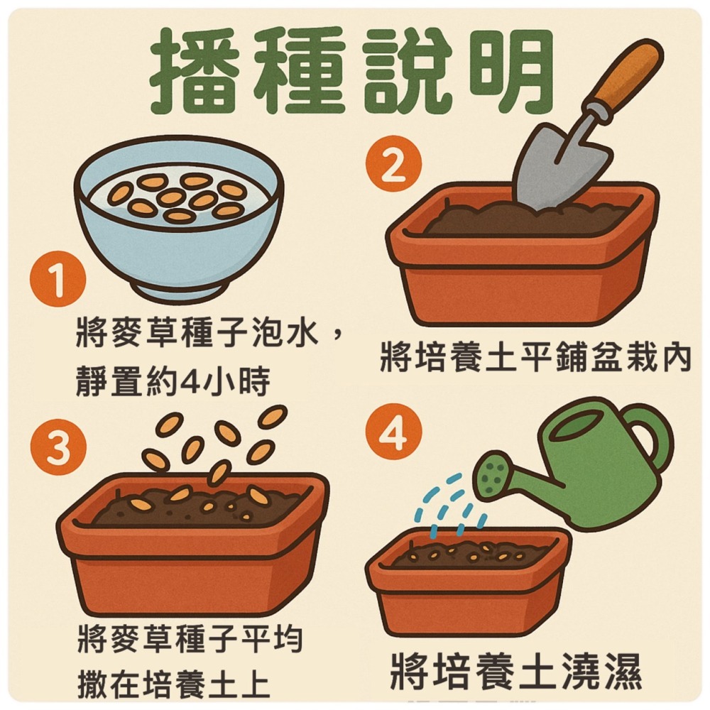 【天橙種子】小麥草種子 500公克/ 1公斤裝 貓草種子 無藥劑處理 可榨成麥汁飲用 美國進口 高發芽率  附種植說明-細節圖3