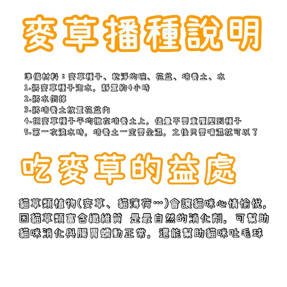 【天橙種子】小麥草種子 500公克/ 1公斤裝 貓草種子 無藥劑處理 可榨成麥汁飲用 美國進口 高發芽率  附種植說明-細節圖4