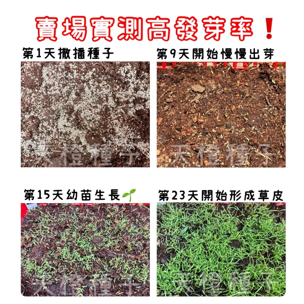 【天橙種子】百慕達草種子 造粒優級種 1公斤 狗牙根 美國進口 高發芽率 庭園草坪 快速綠化用-細節圖3