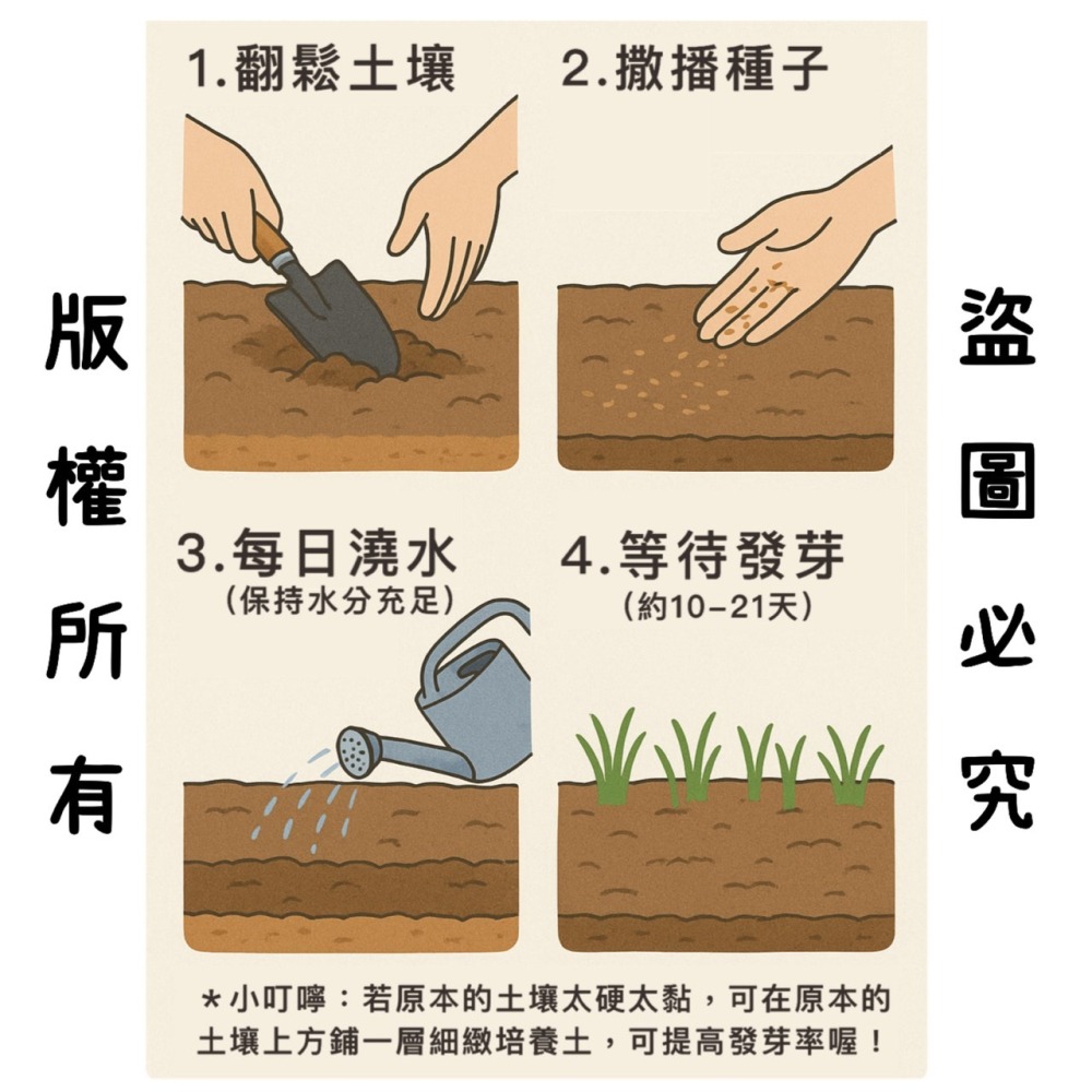 【天橙種子】百慕達草種子 造粒優級種 1公斤 狗牙根 美國進口 高發芽率 庭園草坪 快速綠化用-細節圖4