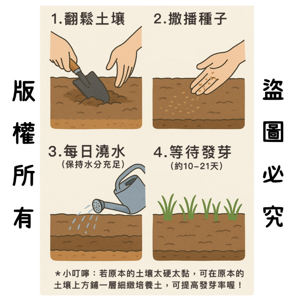 【天橙種子】百慕達草種子 已脫殼純種子 1公斤 狗牙根 美國進口 高發芽率 庭園草坪 快速綠化用-細節圖4