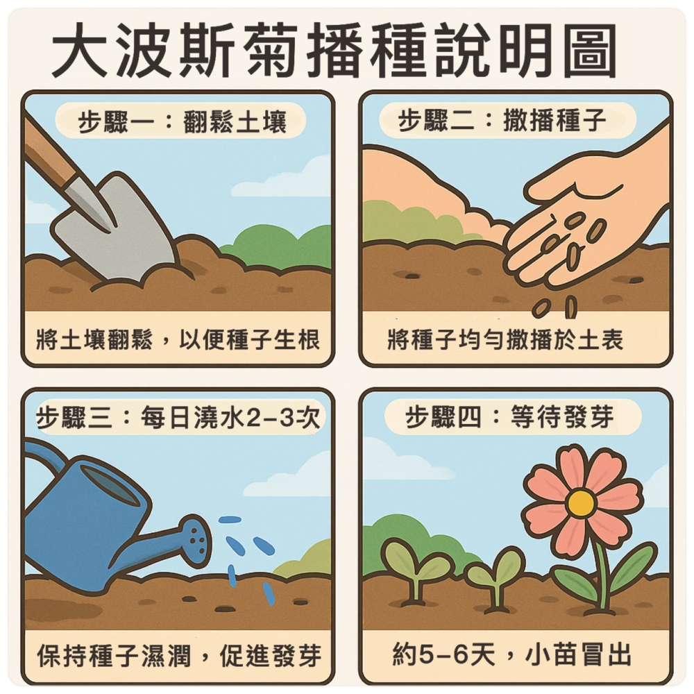 【天橙種子】花海大波斯菊種子 混合色 1公斤裝 景觀種子 綠肥種子 全年可播種  附種植說明-細節圖3