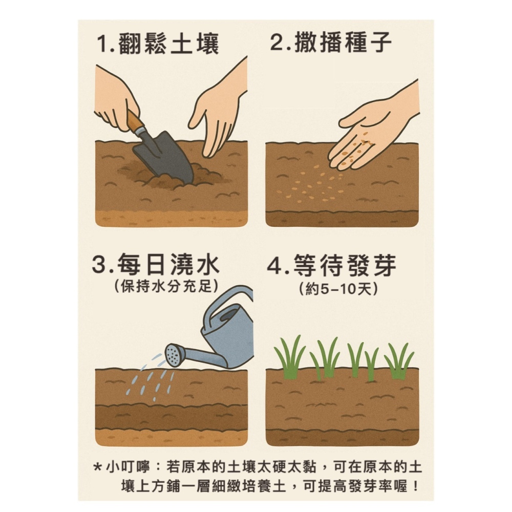 【天橙種子】四倍體黑麥草種子 1公斤裝 一年生 寵物草 草坪快速綠化 高發芽率 約可播10坪  附種植說明-細節圖3