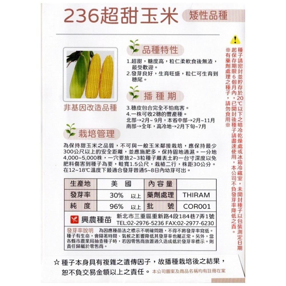 【天橙種子】236超甜玉米種子 4公克(約30粒) 矮性品種 全年可播種 非基因改造 根莖類 興農種苗 彩色原包裝-細節圖2