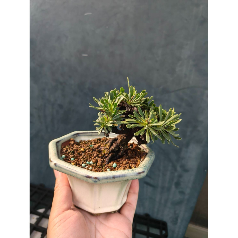 黑芙蓉 烏芙蓉 盆栽 一物一拍-細節圖3