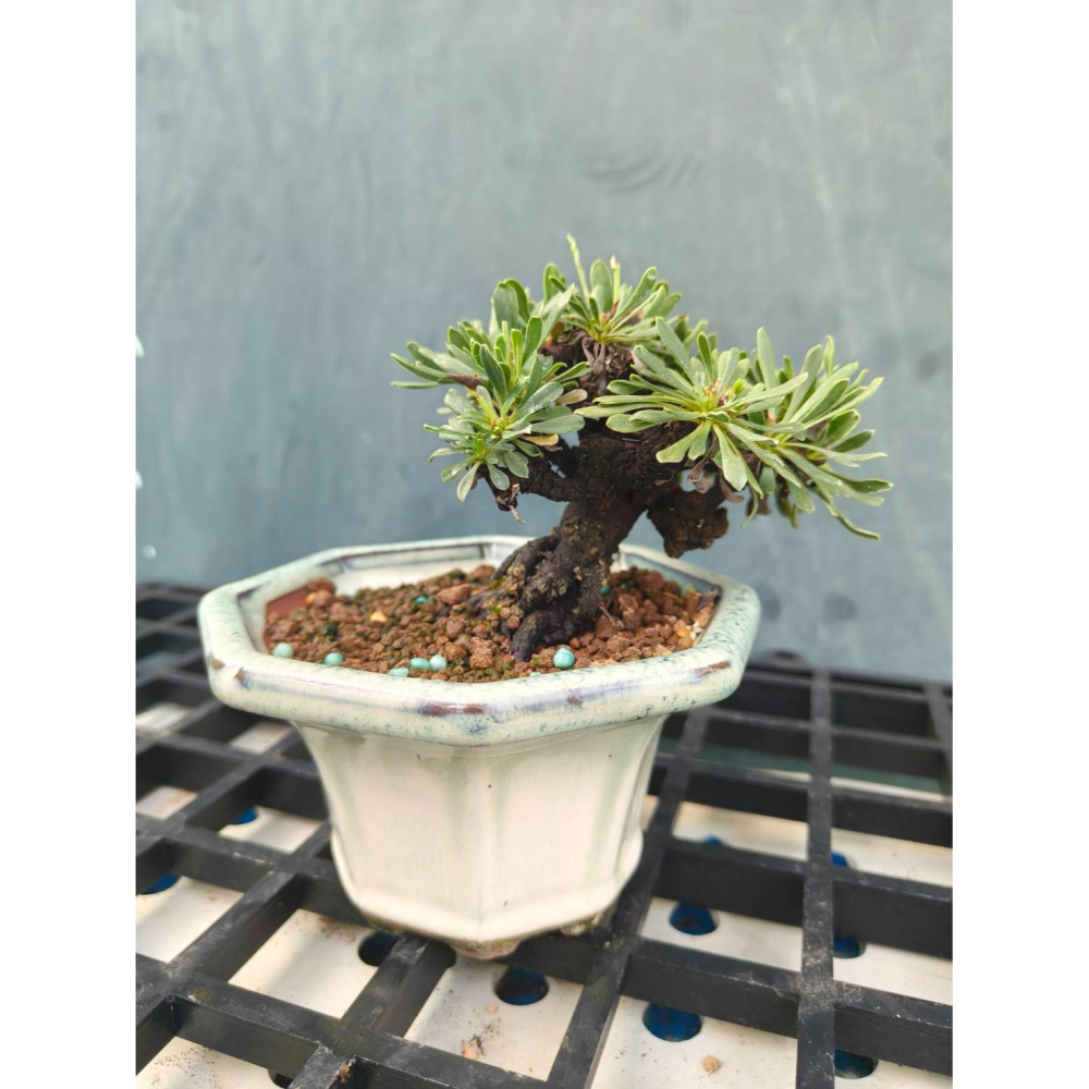 黑芙蓉 烏芙蓉 盆栽 一物一拍-細節圖5