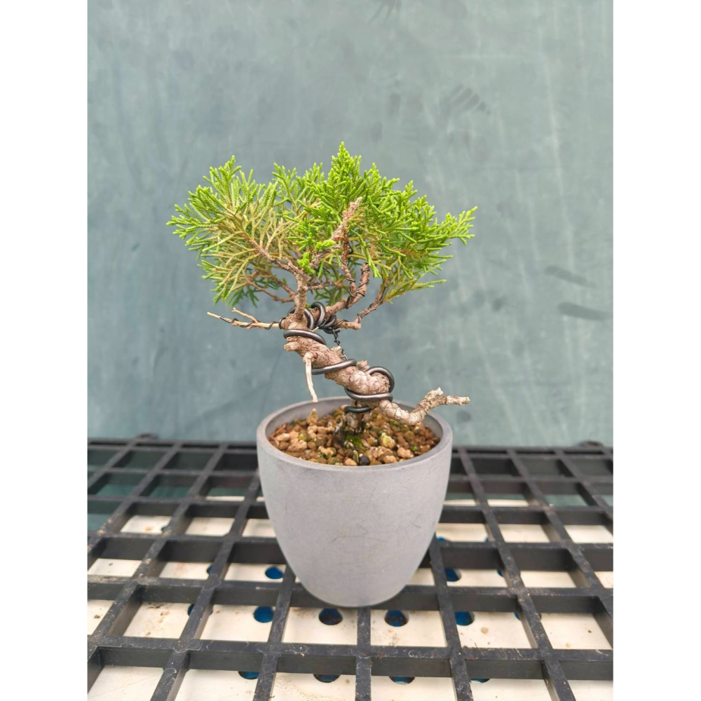 真柏 盆栽 一物一拍 ECOPOTS 花盆-細節圖2