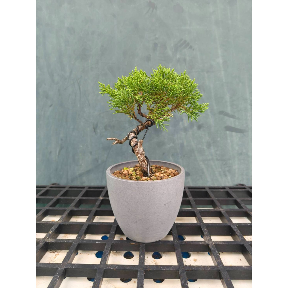 真柏 盆栽 一物一拍 ECOPOTS 花盆-細節圖3