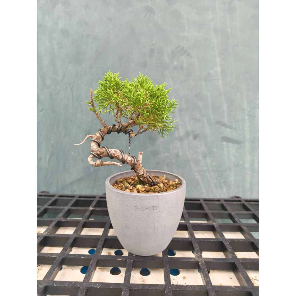 真柏 盆栽 一物一拍 ECOPOTS 花盆-細節圖4