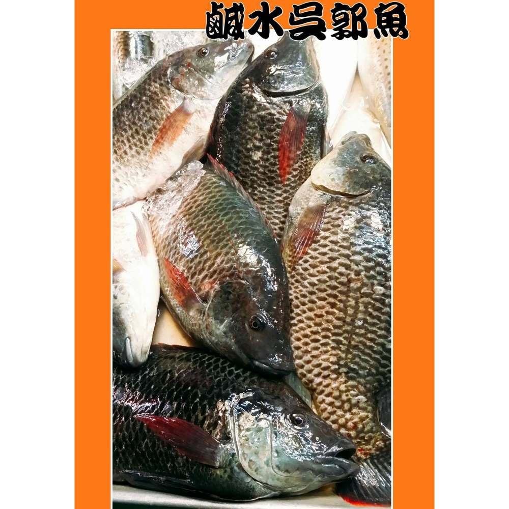 自家養殖-鹹水吳郭魚-細節圖2
