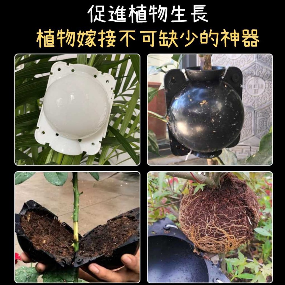 植物生根器 【台灣現貨】高壓繁殖 快速生根 植物嫁接 樹木園藝 繁殖盒 繁殖球 嫁接盒 生根器植物嫁接盆栽嫁接-細節圖5