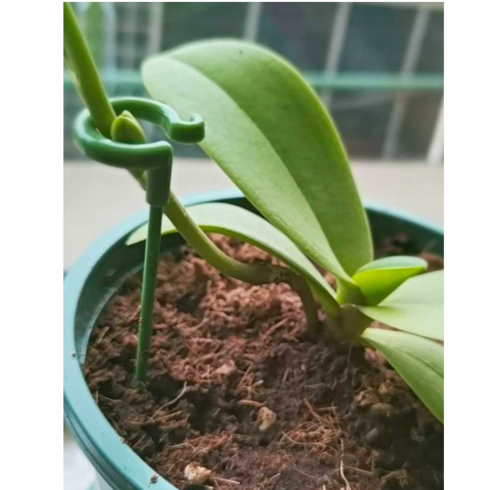 盆栽固定桿 植物支撐桿 植物支架 蘭花夾 植物支撐架 盆栽支架 爬藤支架 花盆支撐架 花架 固定桿【P0552】-細節圖4