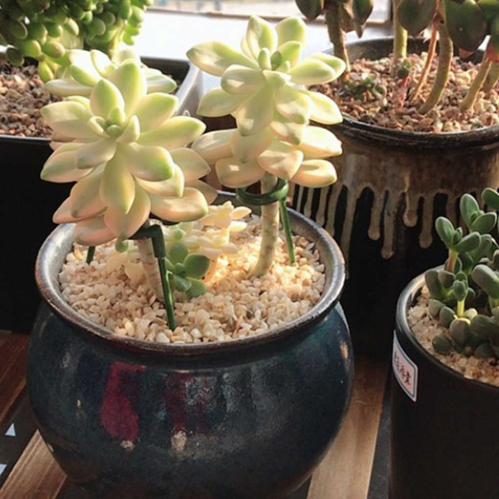 盆栽固定桿 植物支撐桿 植物支架 蘭花夾 植物支撐架 盆栽支架 爬藤支架 花盆支撐架 花架 固定桿【P0552】-細節圖5