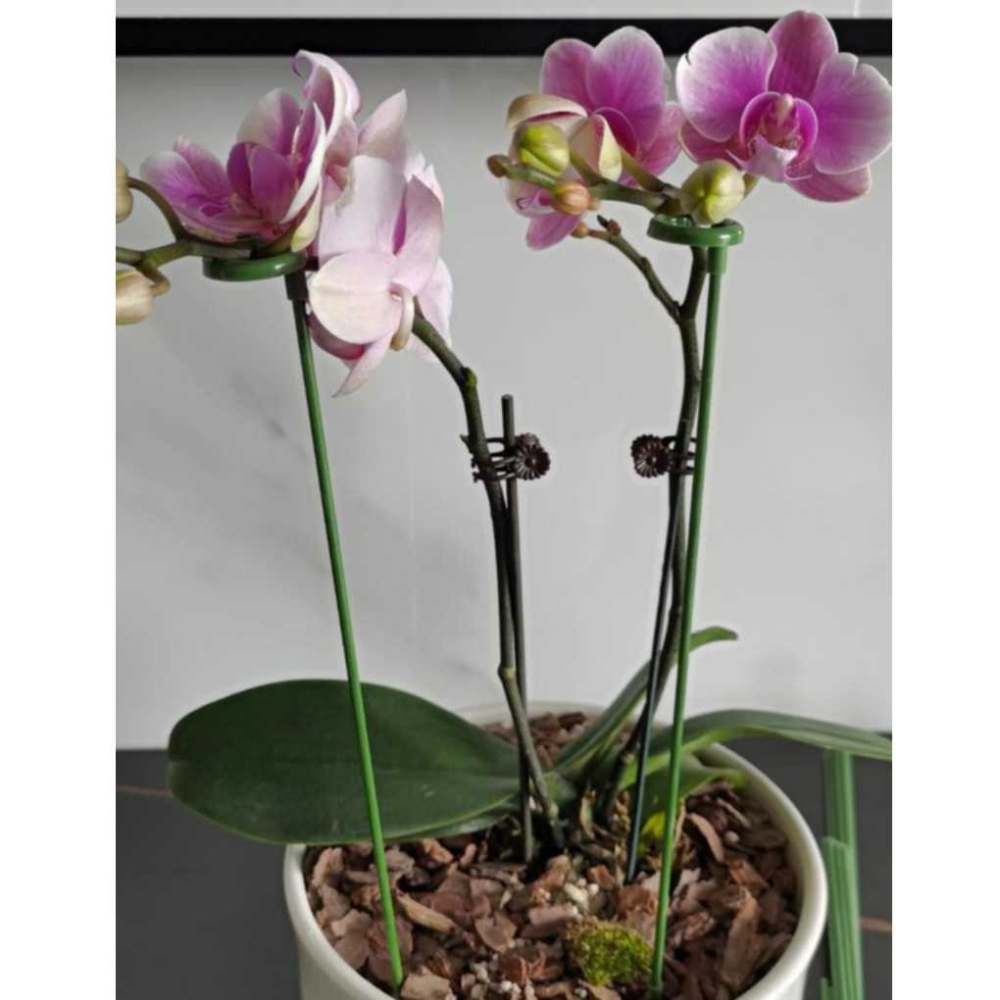 盆栽固定桿 植物支撐桿 植物支架 蘭花夾 植物支撐架 盆栽支架 爬藤支架 花盆支撐架 花架 固定桿【P0552】-細節圖6