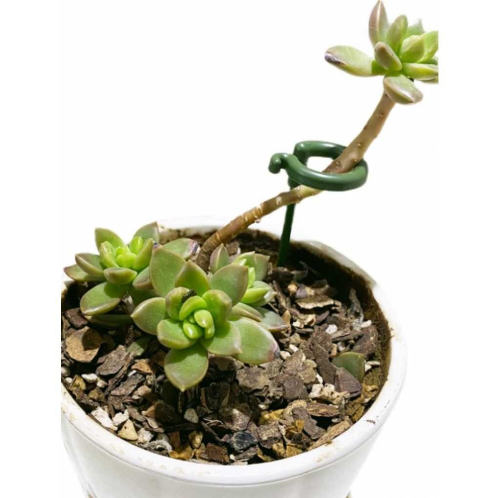 盆栽固定桿 植物支撐桿 植物支架 蘭花夾 植物支撐架 盆栽支架 爬藤支架 花盆支撐架 花架 固定桿【P0552】-細節圖7