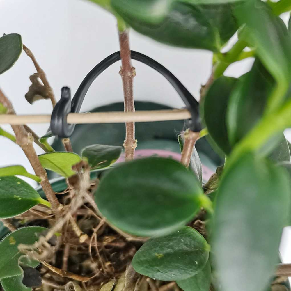 園藝盆栽勾線 植物勾線 紮線 固定線 瓜果植物固定夾 蔬菜番茄藤蔓類植物 快速卡扣 園藝用品 菜園蔬菜植物【P0553】-細節圖3