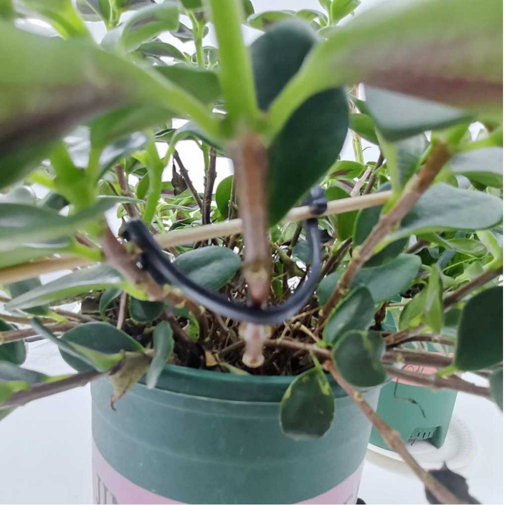 園藝盆栽勾線 植物勾線 紮線 固定線 瓜果植物固定夾 蔬菜番茄藤蔓類植物 快速卡扣 園藝用品 菜園蔬菜植物【P0553】-細節圖4