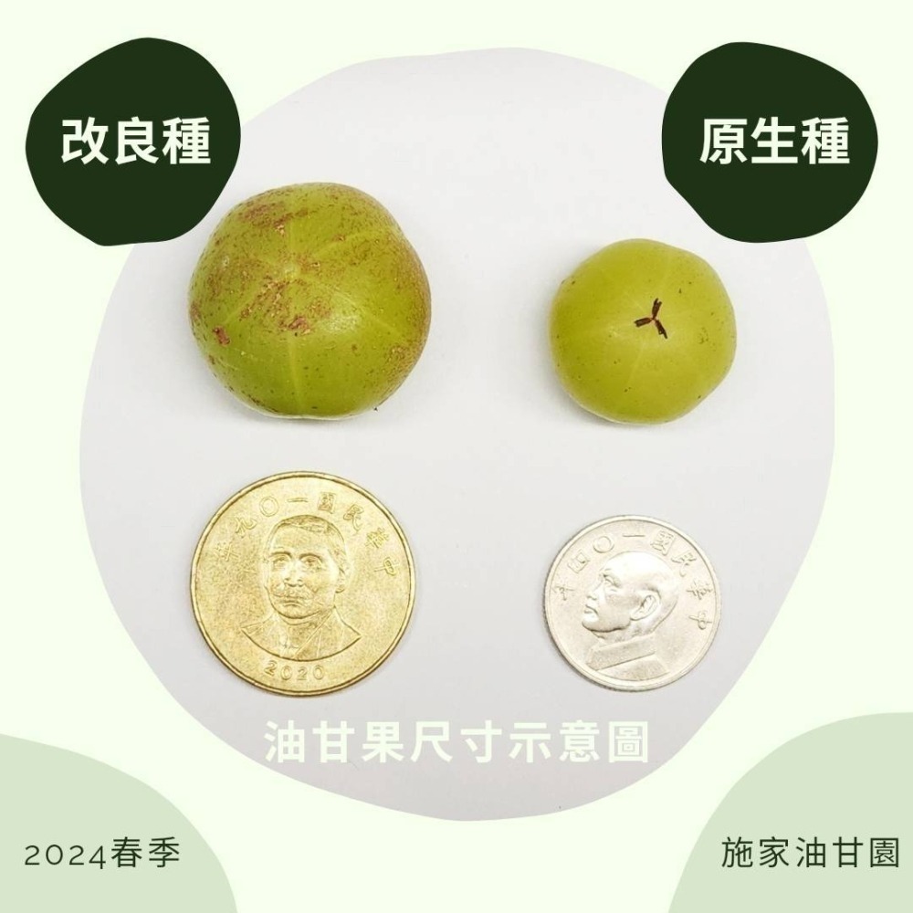 【施家油甘園】獅頭油甘 鮮果（7台斤）無農藥種植 油甘子 油甘果 油甘 餘甘子 余甘子 油甘鮮果 amla-細節圖2