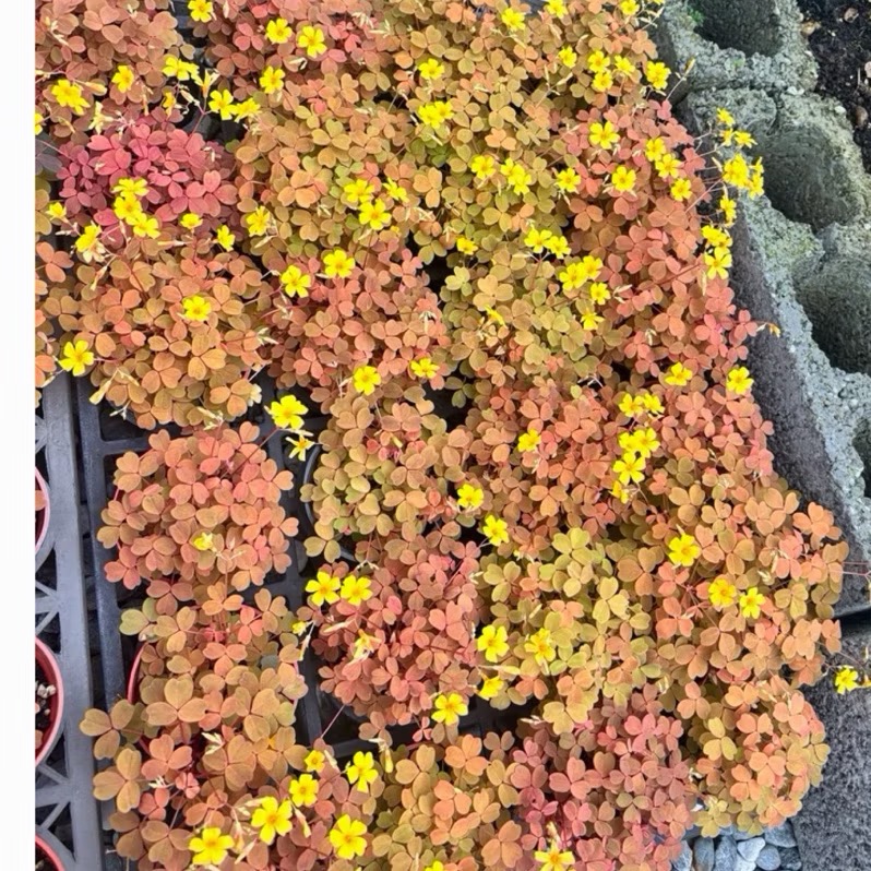 和煦植栽ت熔岩酢漿草☘️｜3寸盆｜好養護｜觀葉植物｜擇優出貨-細節圖2