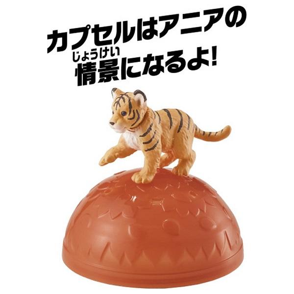 TOMY  多美動物園 ANIA 探索動物系列  AC-07 老虎寶寶  動物模型  AN22368-細節圖3