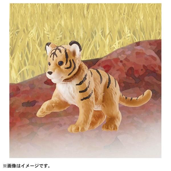 TOMY  多美動物園 ANIA 探索動物系列  AC-07 老虎寶寶  動物模型  AN22368-細節圖4