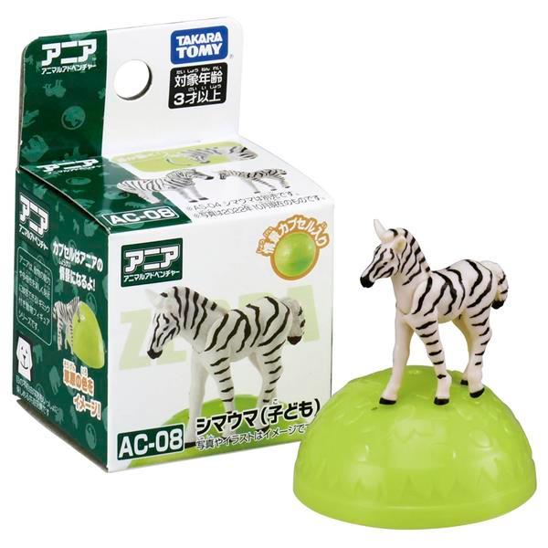 TOMY  多美動物園 ANIA 探索動物系列  AC-08 斑馬寶寶  動物模型  AN22369-細節圖3