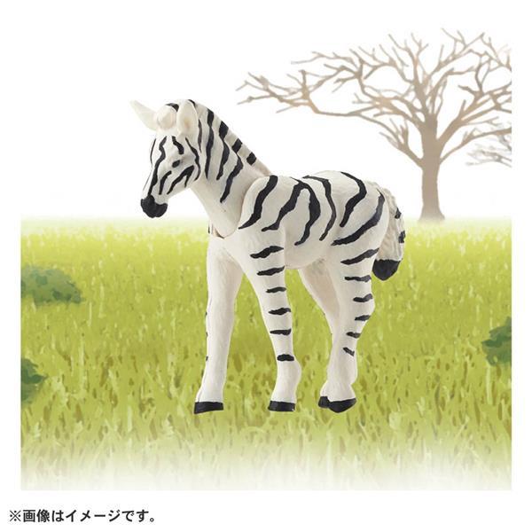 TOMY  多美動物園 ANIA 探索動物系列  AC-08 斑馬寶寶  動物模型  AN22369-細節圖4