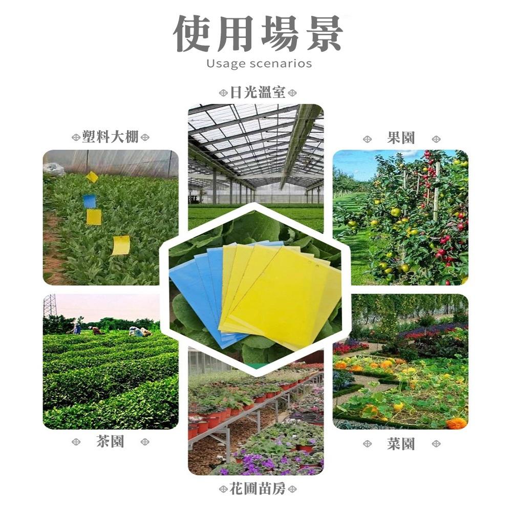 【蝦皮隔日到貨🔥】黏蟲片捕蟲板 誘蟲板 庭院農作物 夏天必備 果蠅 蒼蠅 小飛蟲 菜園 果園 黏鼠板-細節圖5