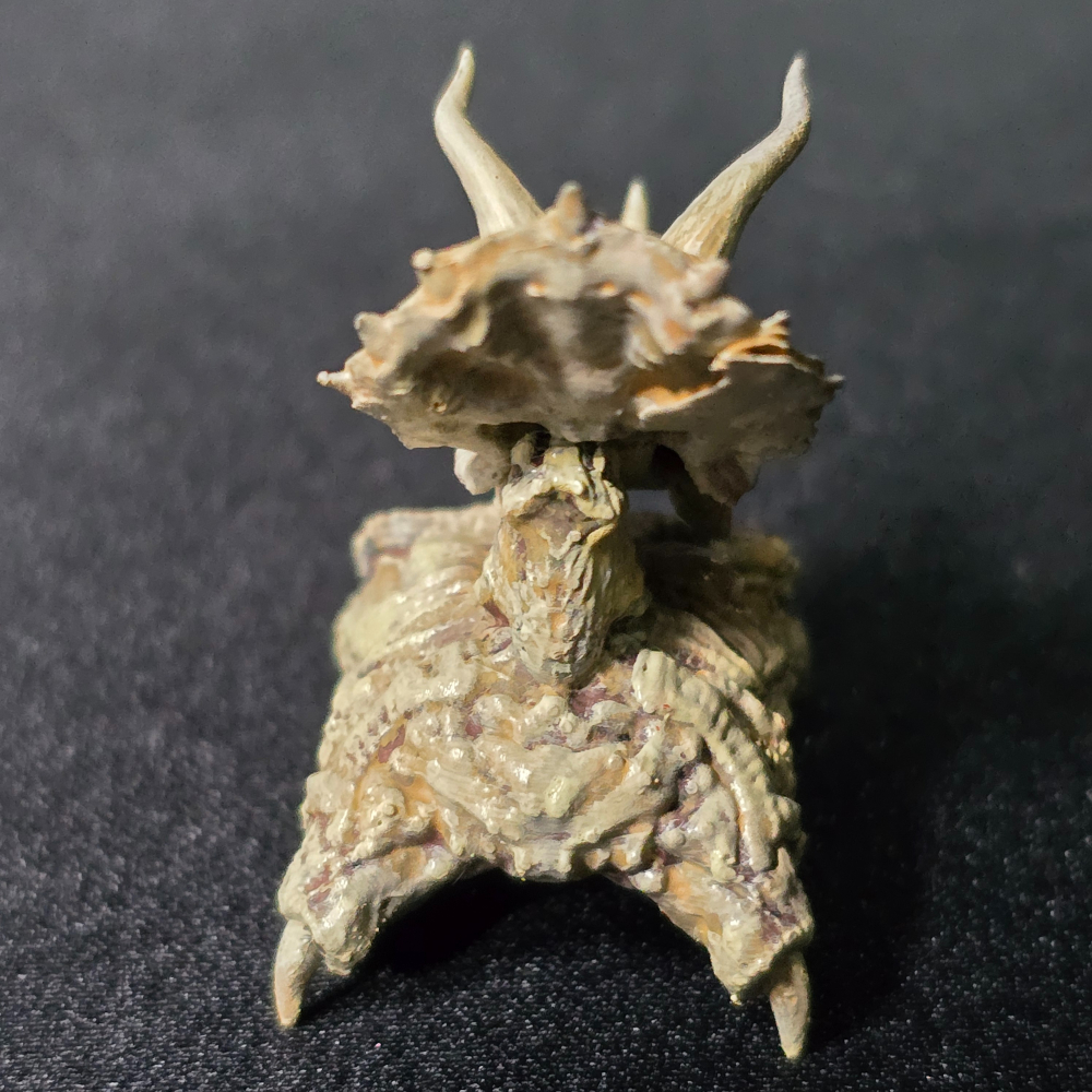 三角龍擺設 Triceratops Skull Fossil Display-細節圖2