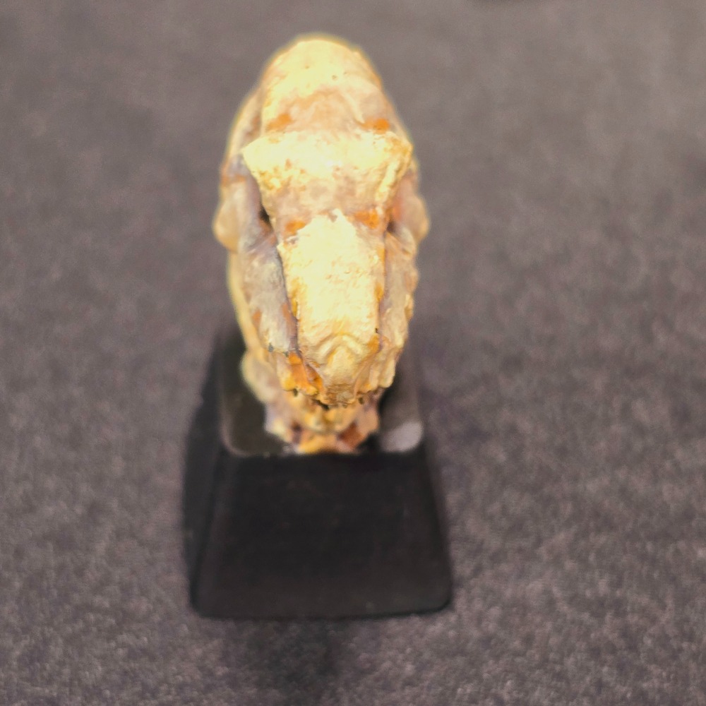 暴龍鍵帽Tyrannosaurus-細節圖2