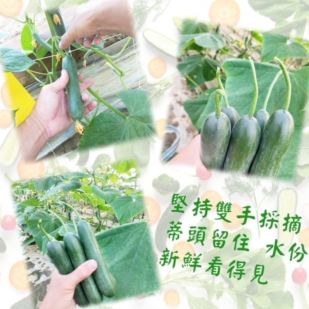 水果小黃瓜 500g $85 現採自產自賣《溫室小農》-細節圖5