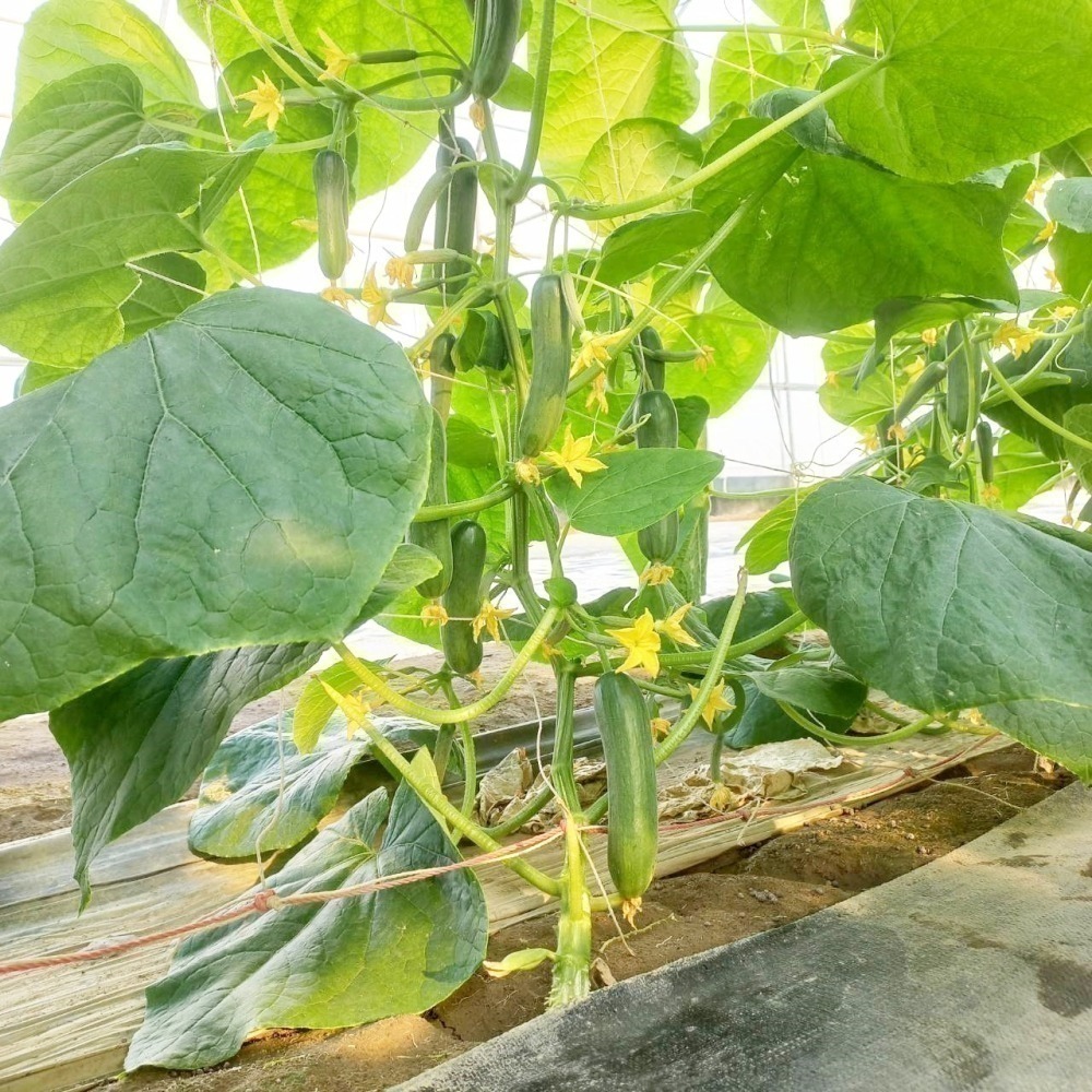 水果小黃瓜 500g $85 現採自產自賣《溫室小農》-細節圖10