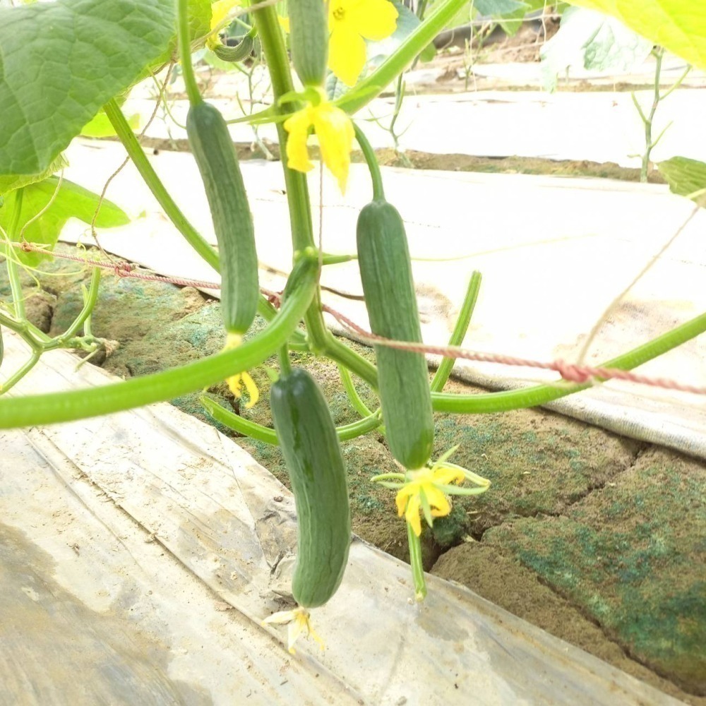水果小黃瓜 500g $85 現採自產自賣《溫室小農》-細節圖11