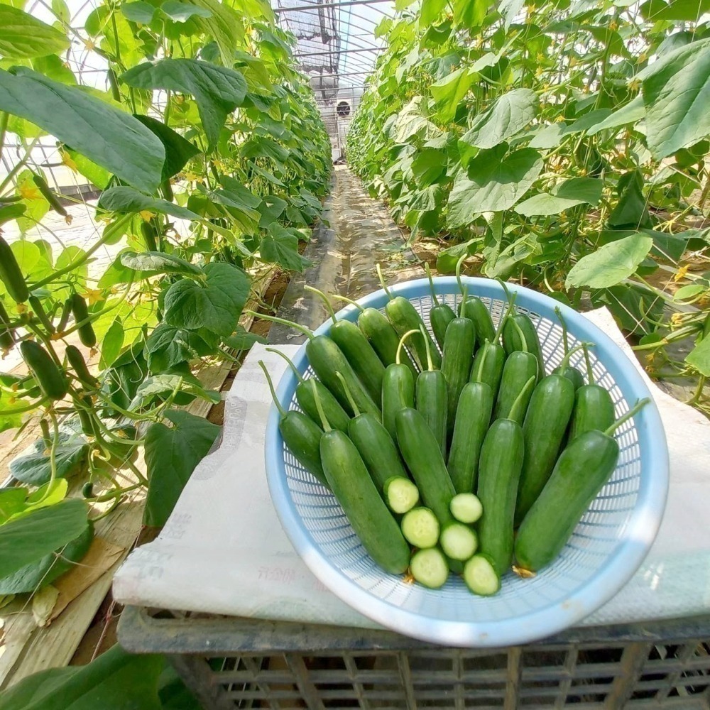 水果小黃瓜 500g $85 現採自產自賣《溫室小農》-細節圖7