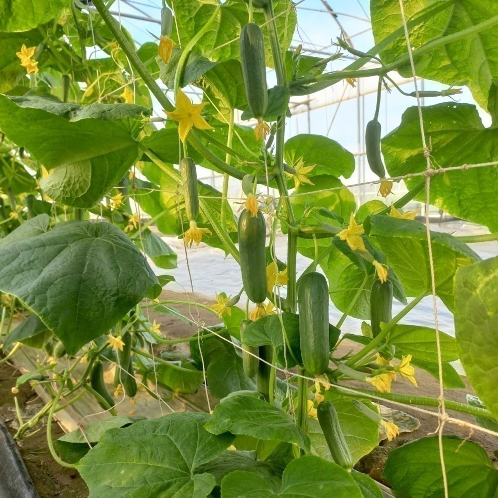 水果小黃瓜 500g $85 現採自產自賣《溫室小農》-細節圖8