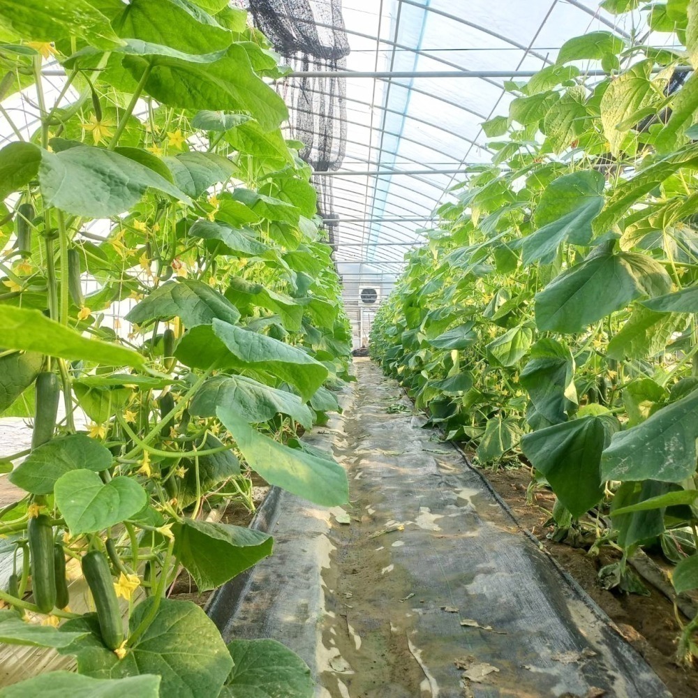 水果小黃瓜 600g $100 現採自產自賣 《溫室小農》-細節圖10