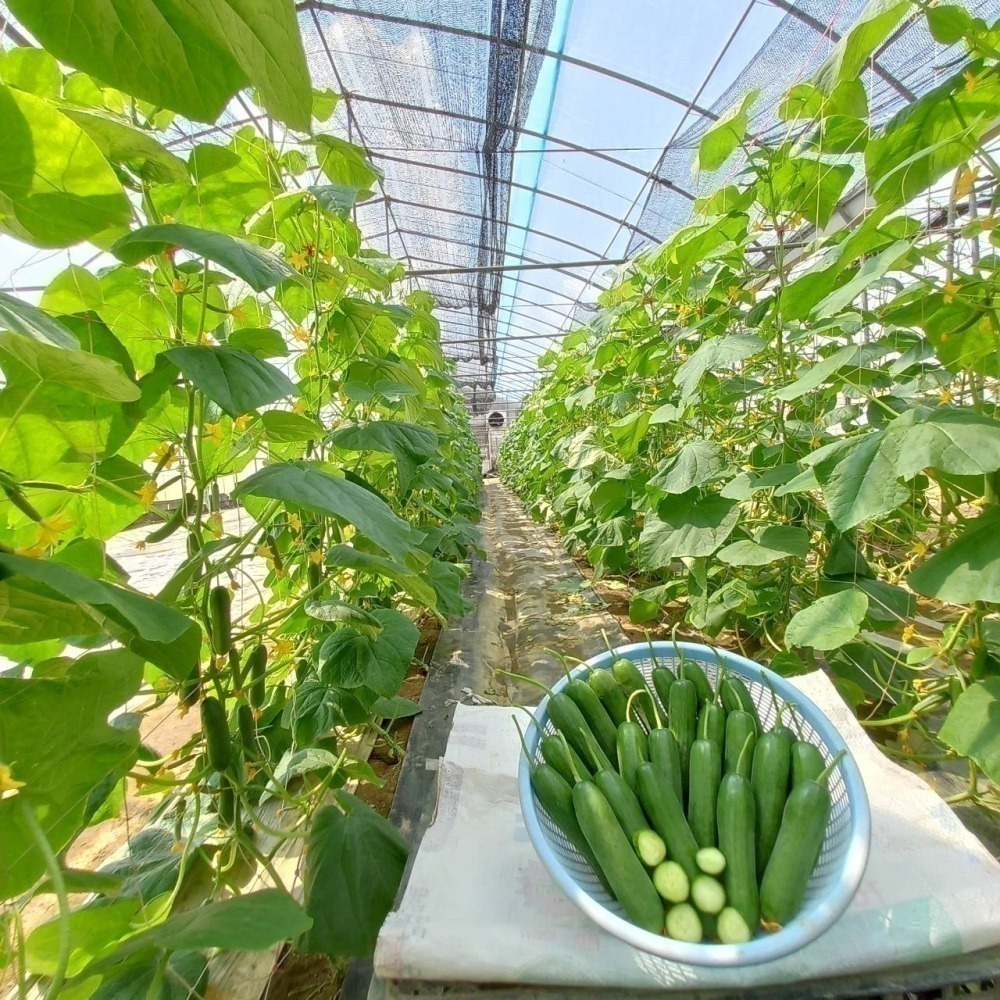水果小黃瓜 600g $100 現採自產自賣 《溫室小農》-細節圖2