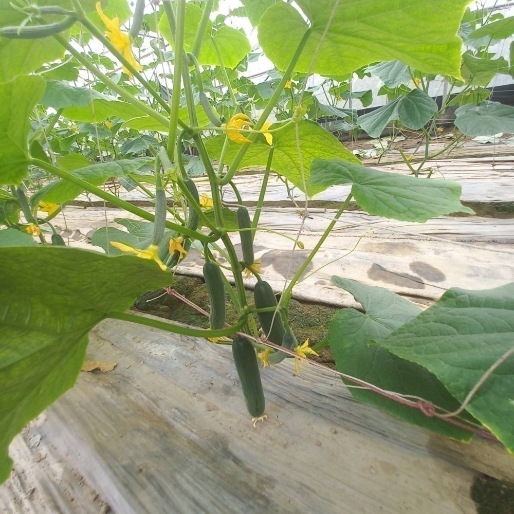 水果小黃瓜 600g $100 現採自產自賣 《溫室小農》-細節圖9