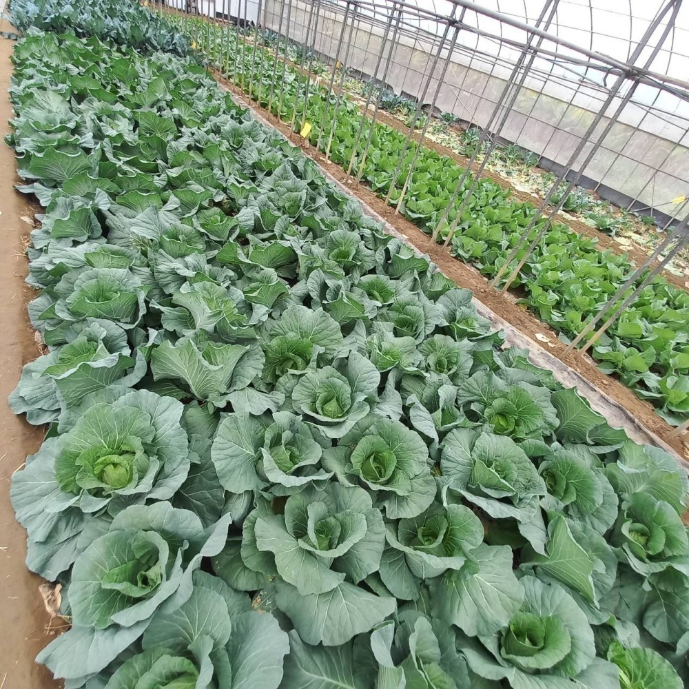 (冬季作物 暫時沒)溫室小農  高麗菜 900g  $75 一個-細節圖3