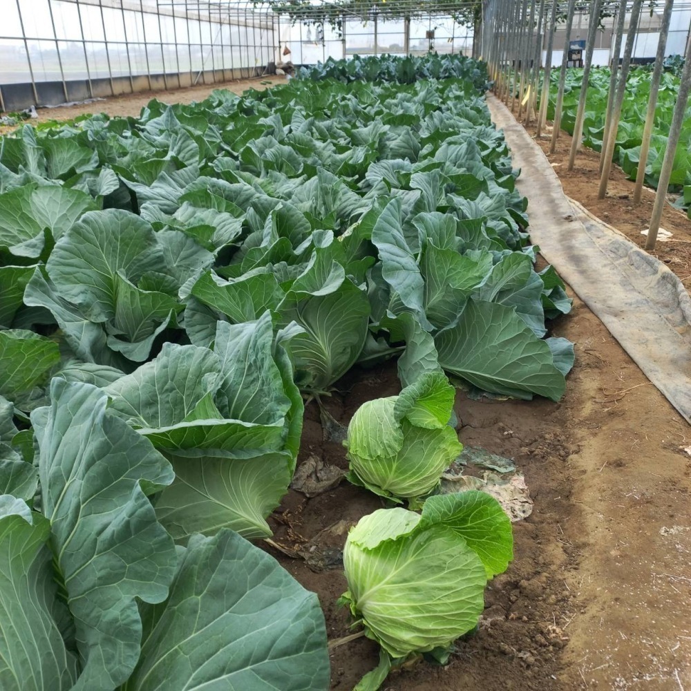 溫室小農  高麗菜 種植中 預計12月25開採 1000g  $75 一個-細節圖2