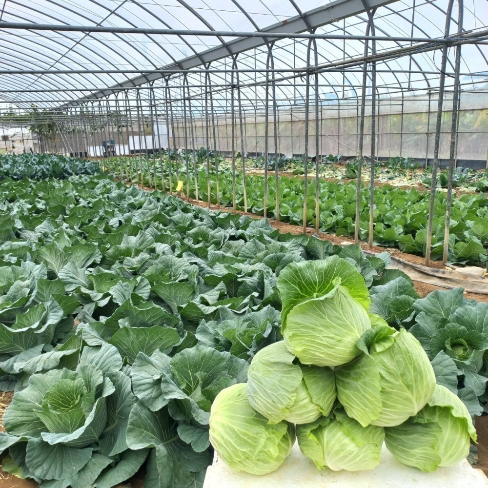 溫室小農  高麗菜 種植中 預計12月30開採 1000g  $75 一個-細節圖4