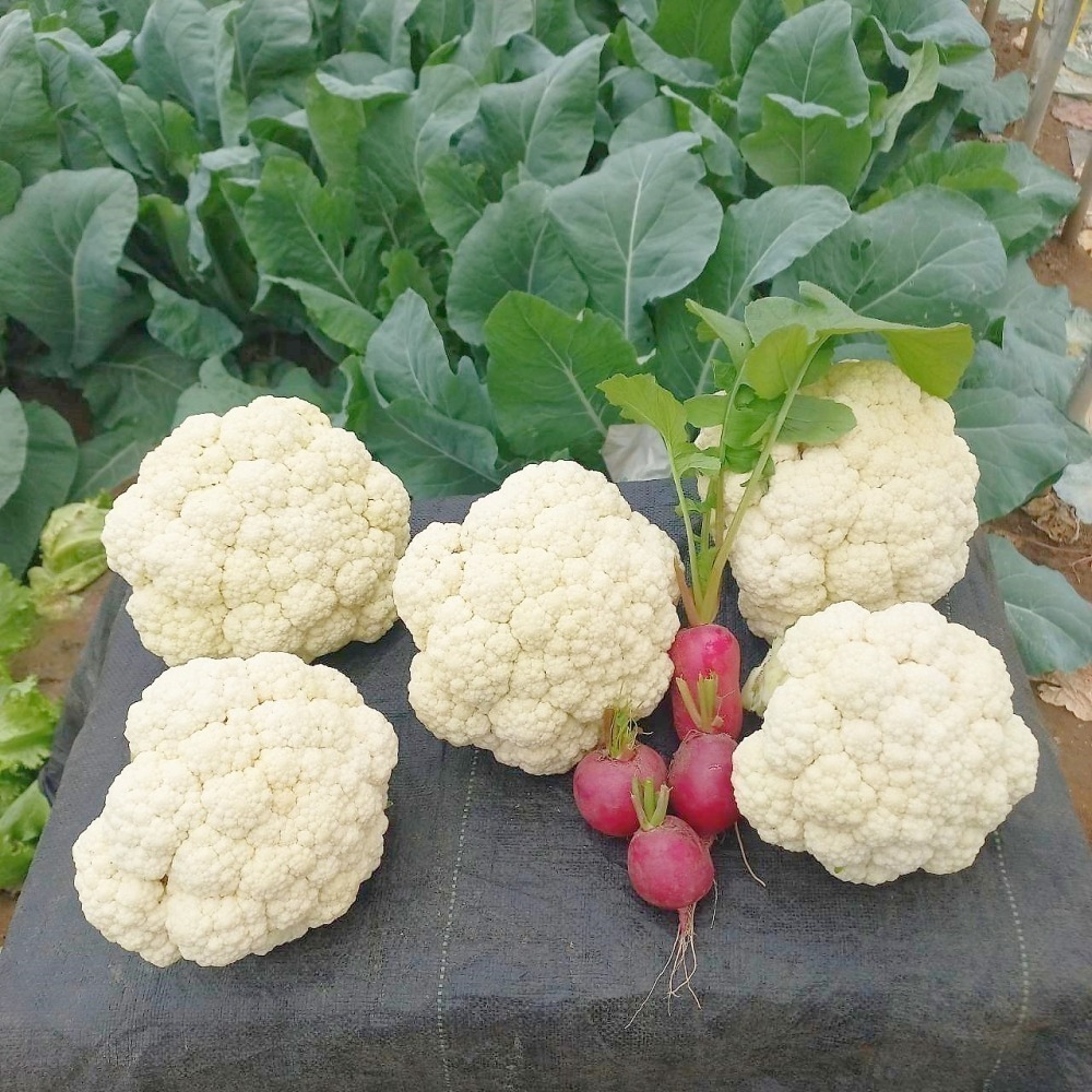 溫室小農 花椰菜 採收中 至3月初 750g $75-細節圖2