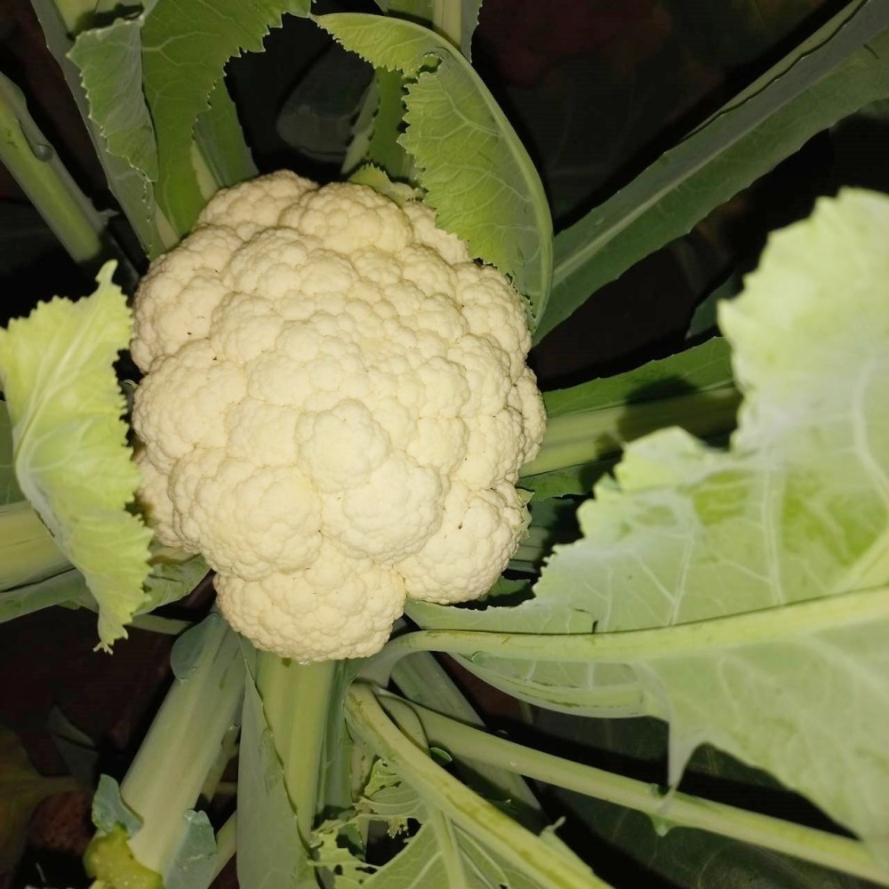 溫室小農 花椰菜 採收中 至3月初 750g $75-細節圖4